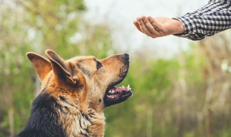 Teinando o seu Pastor Alemão