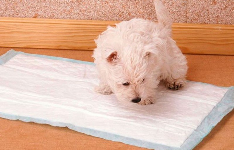 Ensinando seu Cão a Fazer Necessidade no Lugar Certo